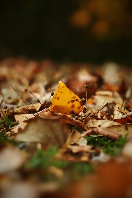 能缺席的这 能缺席的这